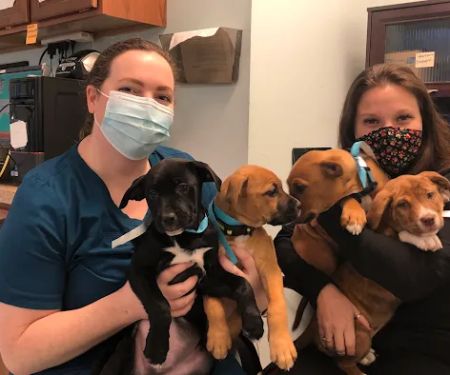 Spay Spa & Neuter Nook
