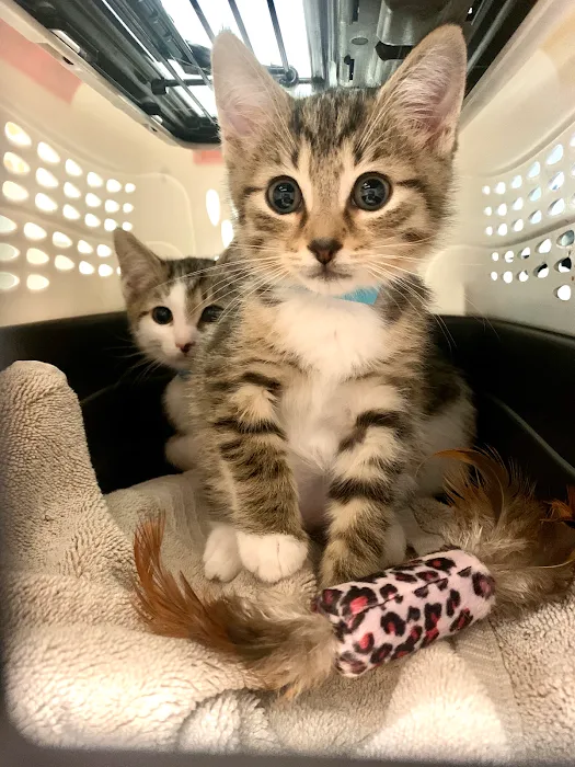 Spay Spa & Neuter Nook Picture 5