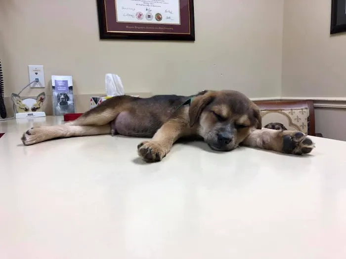 Millersville Animal Hospital Picture 1