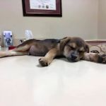 Millersville Animal Hospital