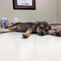 Millersville Animal Hospital ico