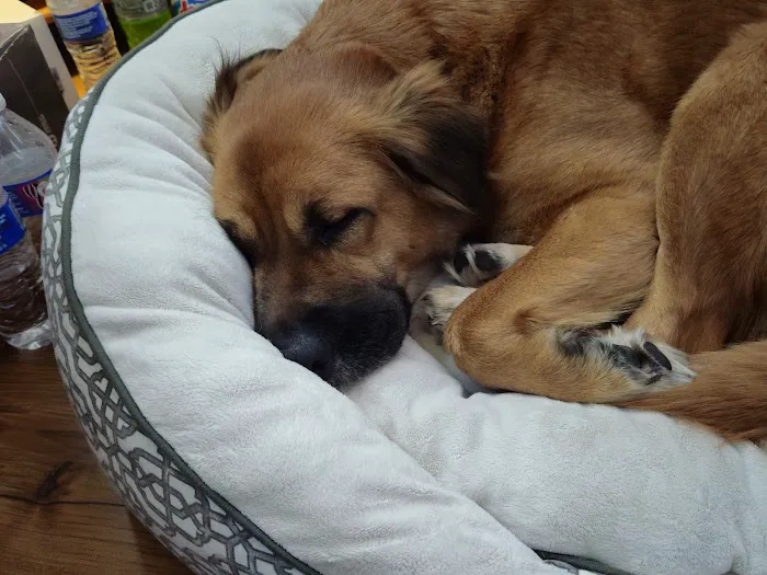 Millersville Animal Hospital Picture 10