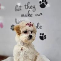 The Noble Paw ico
