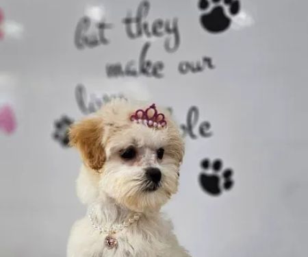 The Noble Paw