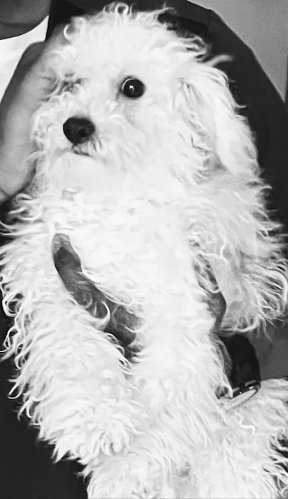 The Noble Paw Picture 5