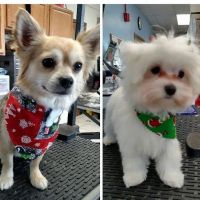Noah's Ark Veterinary and Boarding Resort ico