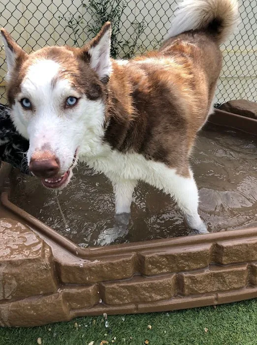 Noah's Ark Veterinary and Boarding Resort Picture 6