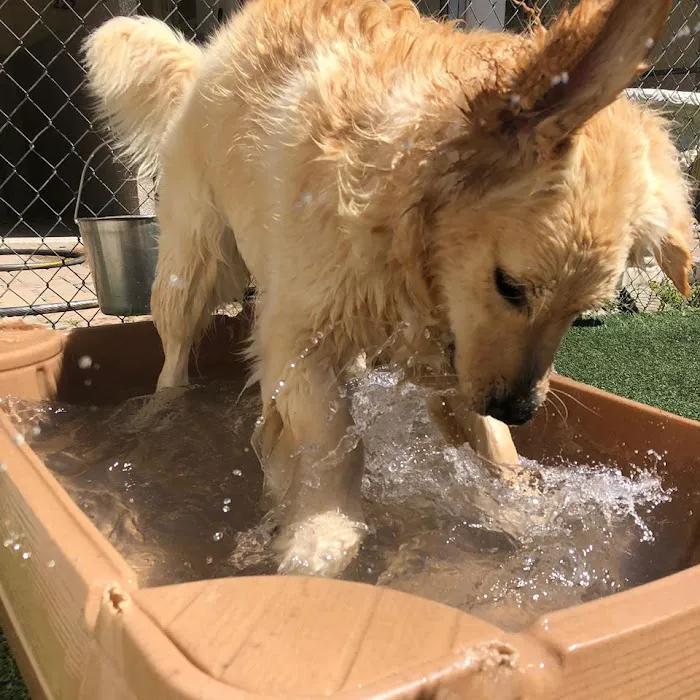 Noah's Ark Veterinary and Boarding Resort Picture 10