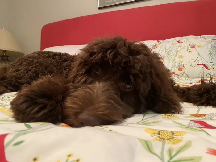 Wags About You - Stuart Picture 1