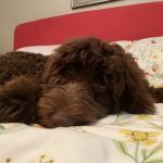 Wags About You - Stuart
