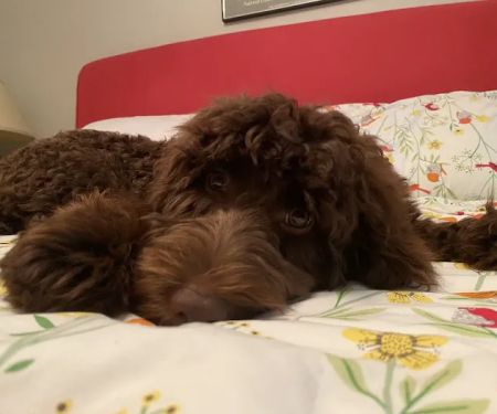 Wags About You - Stuart
