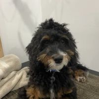 Everhart WellPet ico