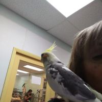 Birds On Safari ico