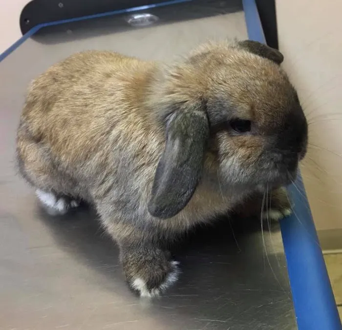 Croydon Pet Hospital Picture 3