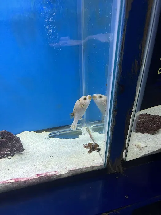 Fintastic Aquariums Jensen Picture 10