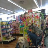 Pet Supermarket ico