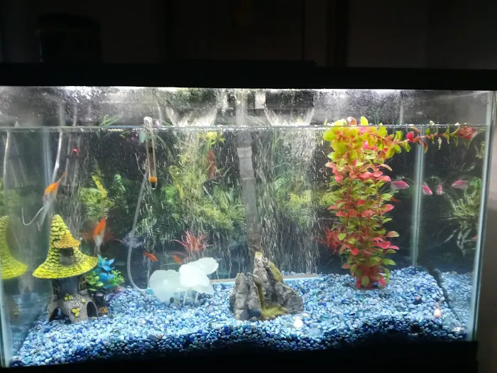 Pet Supermarket Picture 4