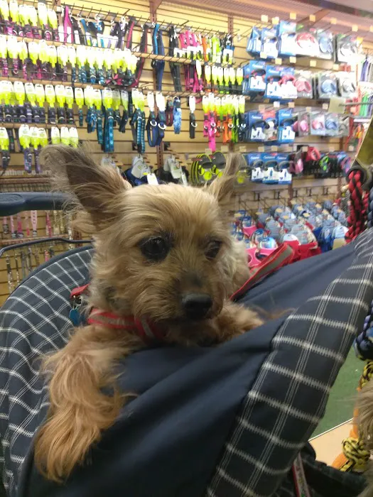 Pet Supermarket Picture 9