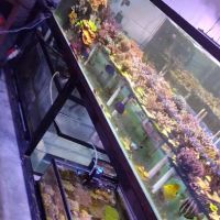 Poo Tang Reefs ico