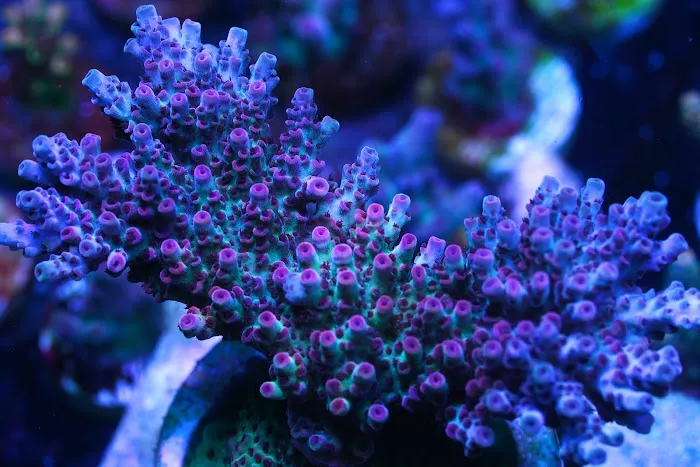 Poo Tang Reefs Picture 3