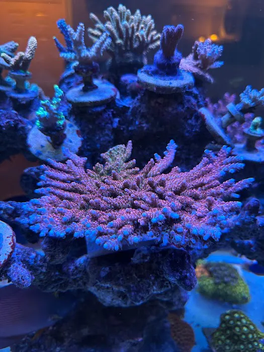 Poo Tang Reefs Picture 5
