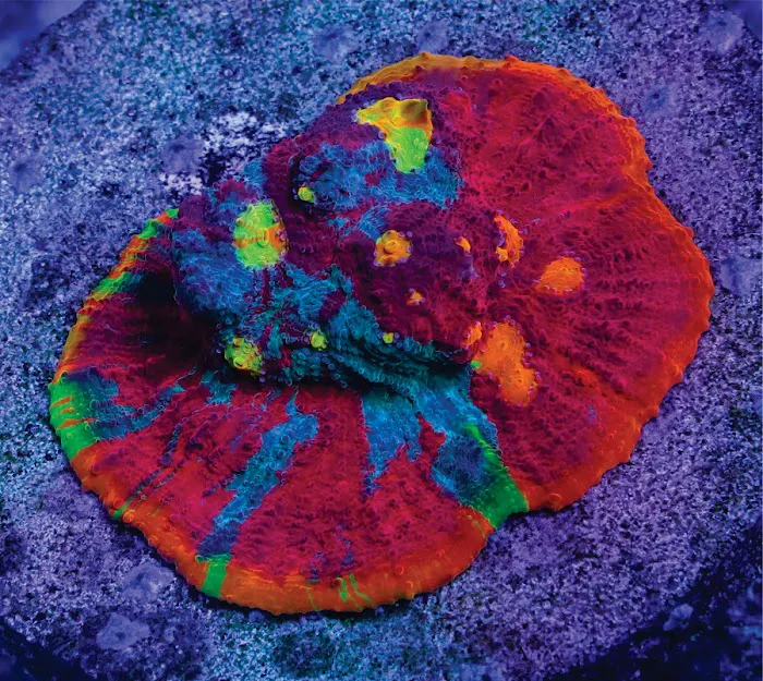 Poo Tang Reefs Picture 10