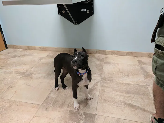 Rehoboth Beach Animal Hospital Picture 1