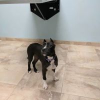 Rehoboth Beach Animal Hospital ico