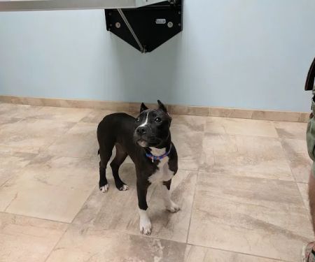 Rehoboth Beach Animal Hospital
