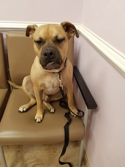 Rehoboth Beach Animal Hospital Picture 10