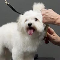 Pet Supplies Plus Port St. Lucie ico