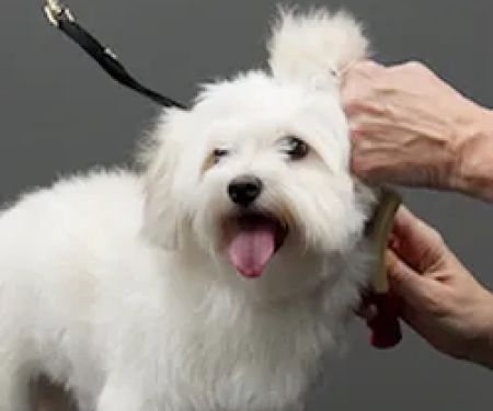 Pet Supplies Plus Port St. Lucie
