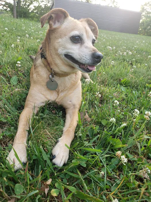 Peninsula Veterinary Services Picture 9