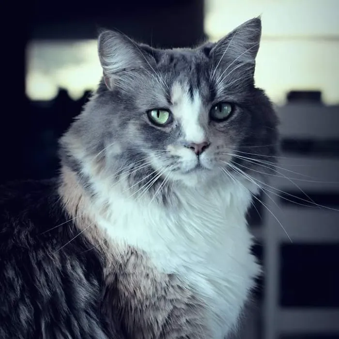 Peninsula Veterinary Services Picture 10