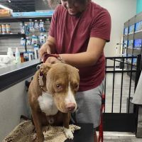 Pet Supermarket ico