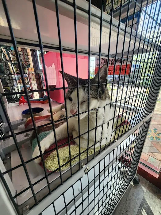 Pet Supermarket Picture 5