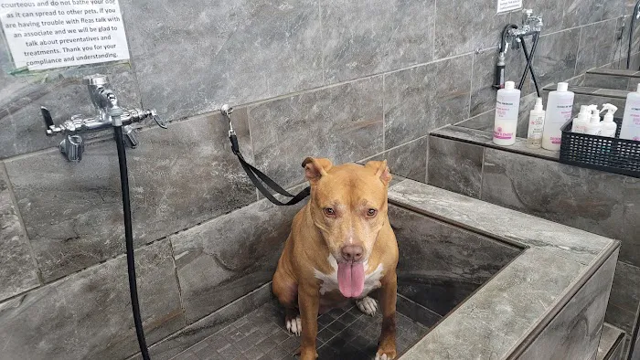 Pet Supermarket Picture 8