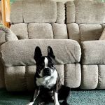 Millsboro Animal Hospital