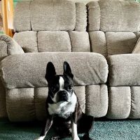 Millsboro Animal Hospital ico