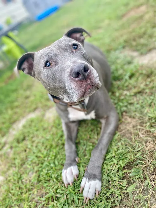Millsboro Animal Hospital Picture 9