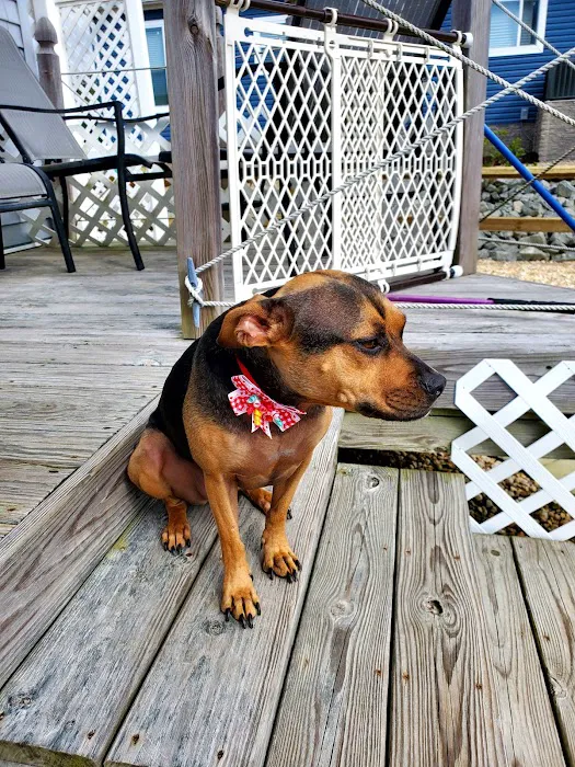 Millsboro Animal Hospital Picture 8