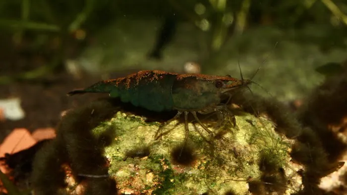 Rainbow River Aquatics Picture 1