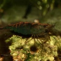 Rainbow River Aquatics ico