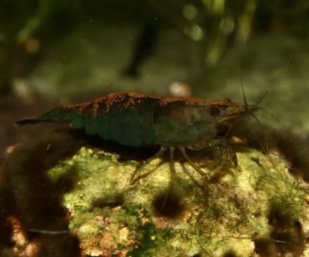Rainbow River Aquatics