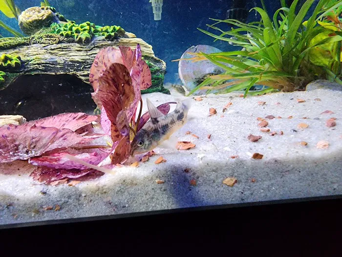 Rainbow River Aquatics Picture 5