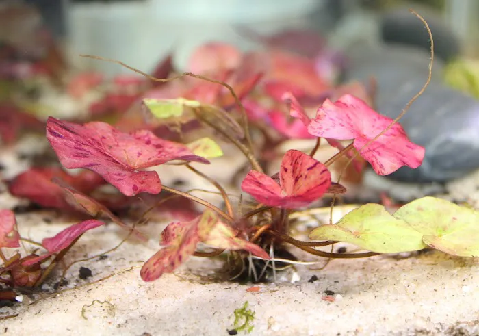 Rainbow River Aquatics Picture 7