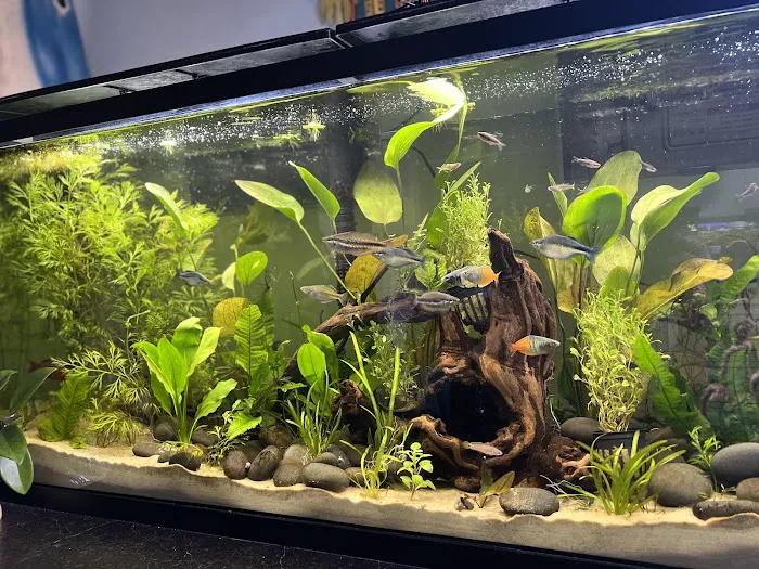 Rainbow River Aquatics Picture 10