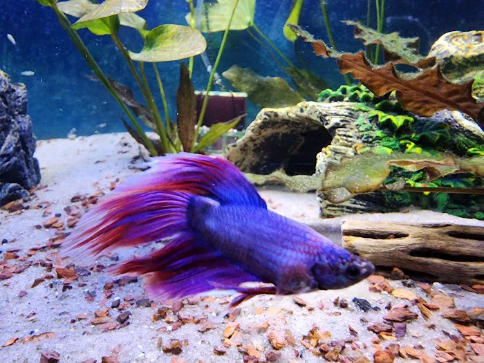 Rainbow River Aquatics Picture 9