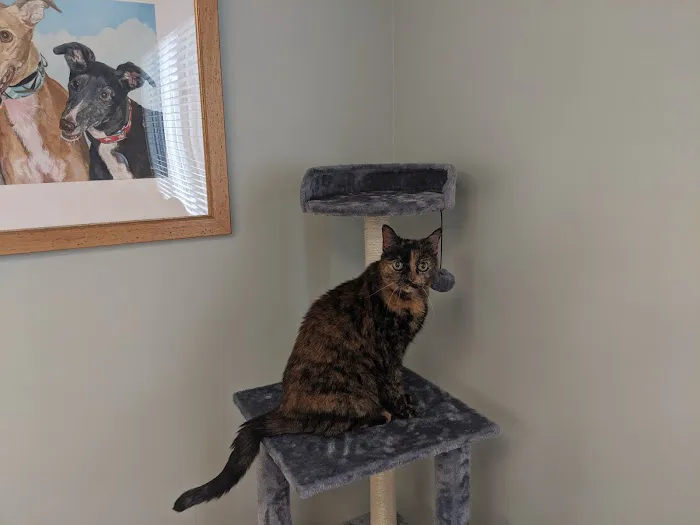 Precious Paws Animal Hospital Picture 1