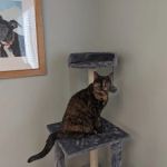 Precious Paws Animal Hospital